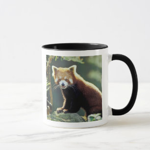 Röd panda (Ailurus fulgens) Mugg