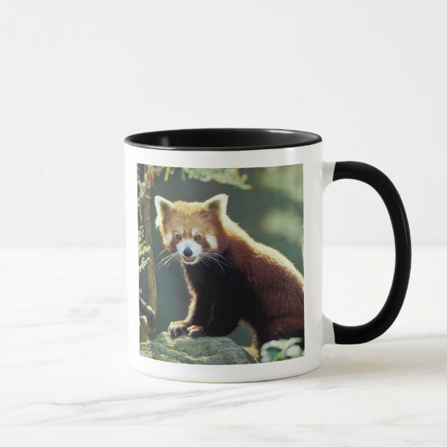 Röd panda (Ailurus fulgens) Mugg (Höger)