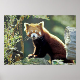 Röd panda (Ailurus fulgens) Poster