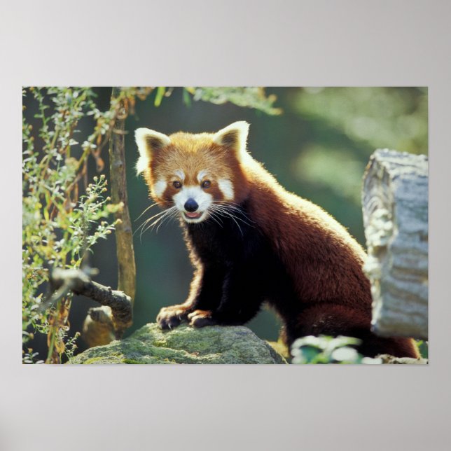 Röd panda (Ailurus fulgens) Poster (Framsidan)