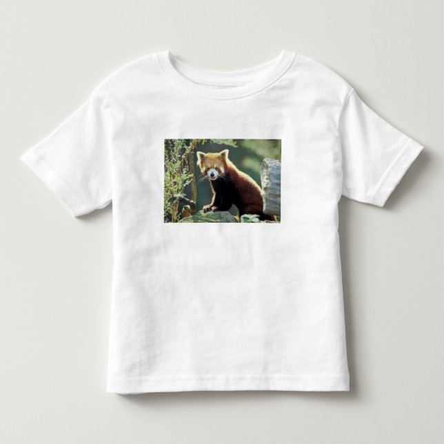 Röd panda (Ailurus fulgens) T-shirt (Framsida)