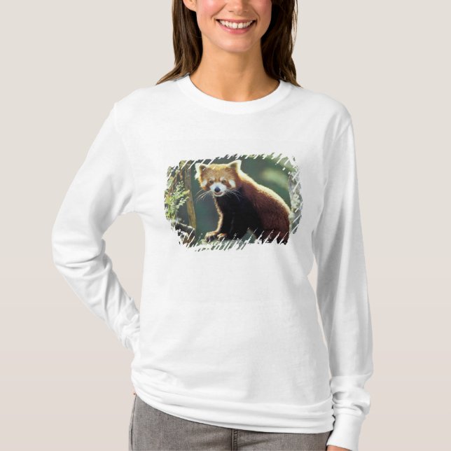 Röd panda (Ailurus fulgens) T Shirt (Framsida)