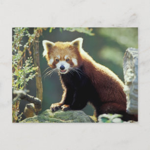 Röd panda (Ailurus fulgens) Vykort