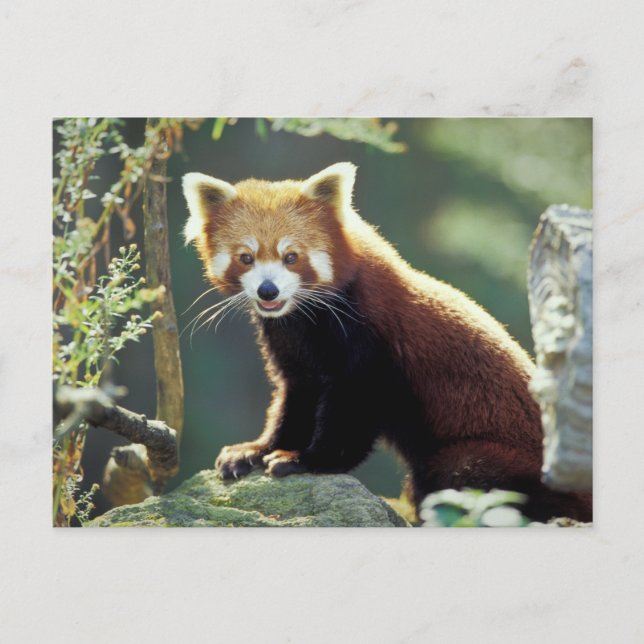 Röd panda (Ailurus fulgens) Vykort (Framsida)