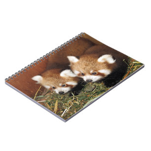 Röd panda anteckningsbok