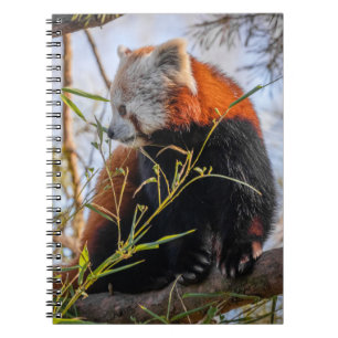 Röd panda anteckningsbok