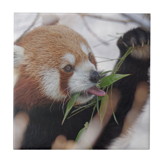 röd panda djurtryck söt kakelplatta (Framsidan)