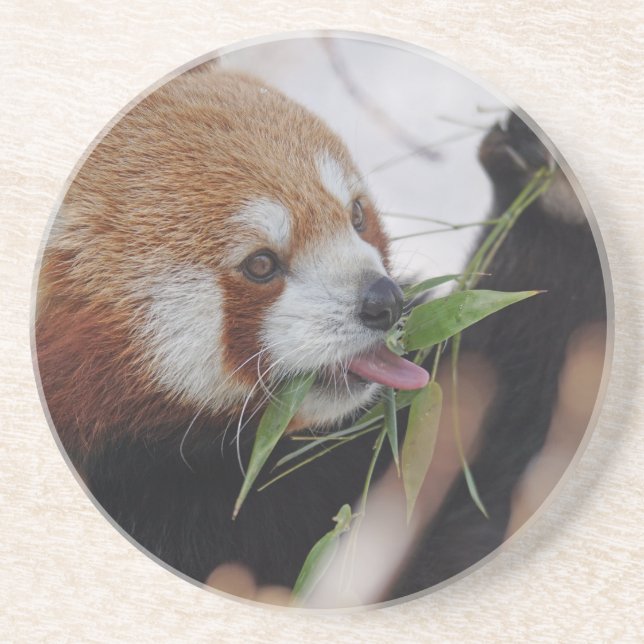 röd panda djurtryck söt underlägg (Framsidan)