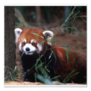 Röd Panda Fototryck