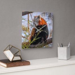 Röd panda fyrkantig klocka