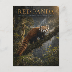 Röd Panda Himalaya skog DJUR Vykort