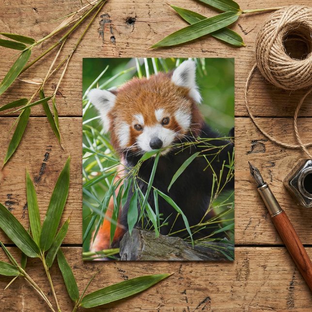Röd Panda i Bambublidande – Vilda Djur Vykort (Skapare uppladdad)