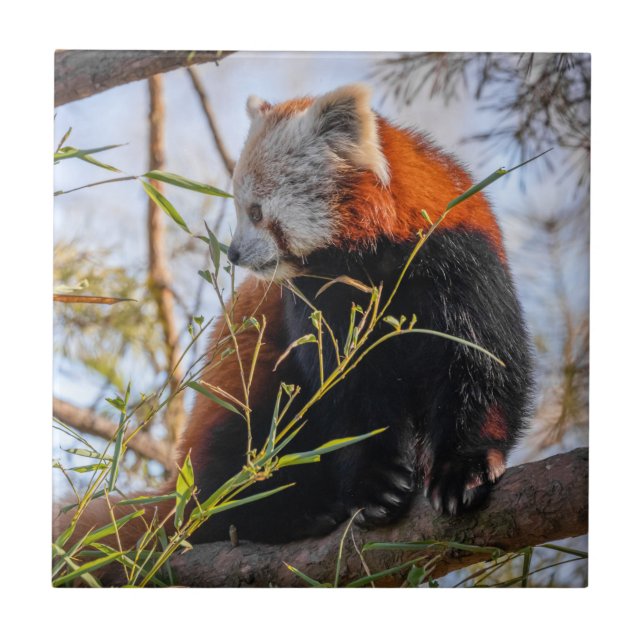 Röd panda kakelplatta (Framsidan)
