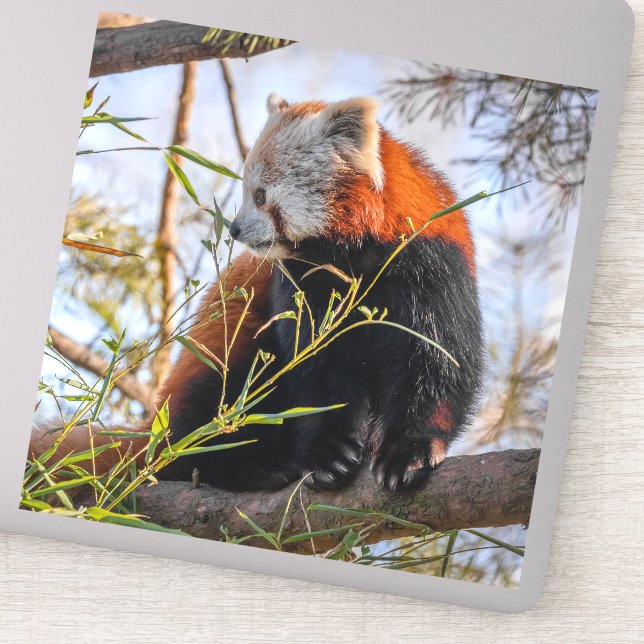 Röd panda klistermärken (Detalj)