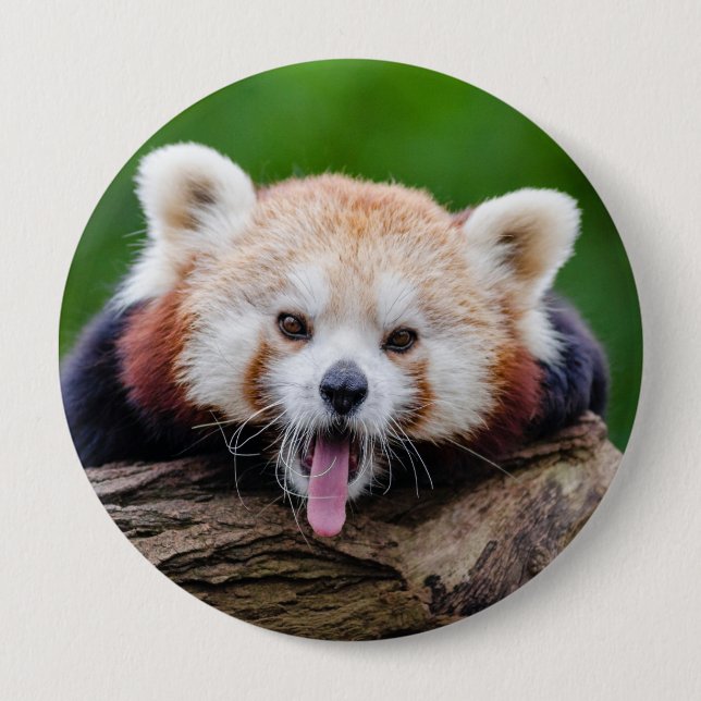 Röd Panda Knapp (Framsida)