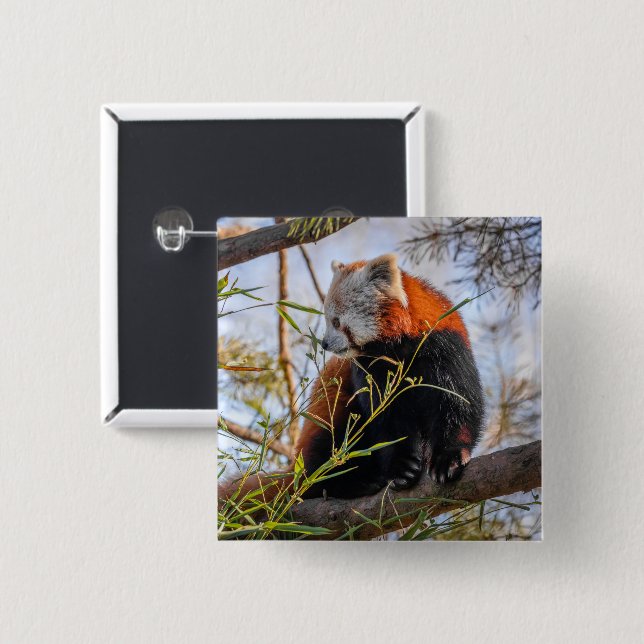Röd panda knapp (Framsida & baksida)