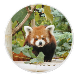 Röd Panda Knopp