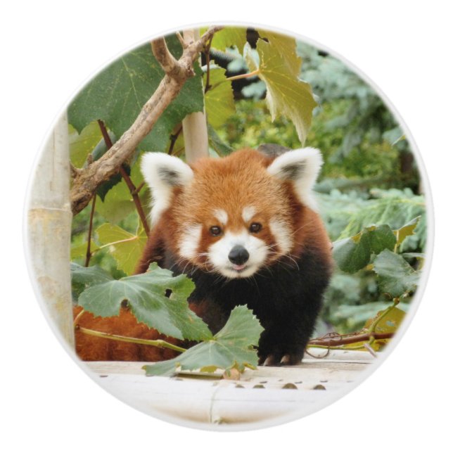 Röd Panda Knopp (Framsidan)