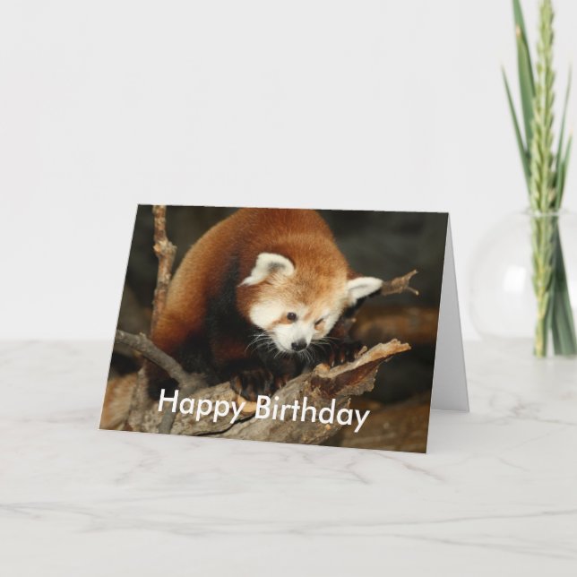 Röd Panda Kort (Framsida)