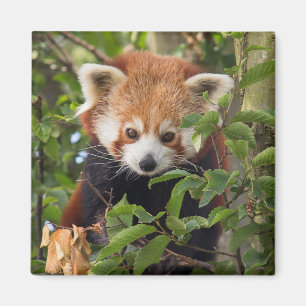 Röd panda magnet