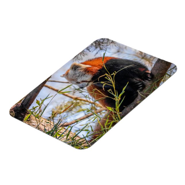 Röd panda magnet (Vänstra Sidan)