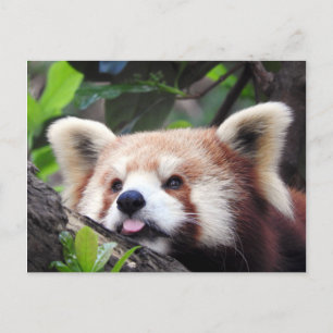 Röd Panda Meddelande Vykort