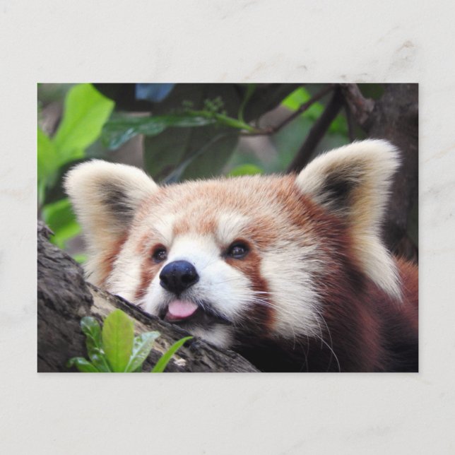 Röd Panda Meddelande Vykort (Framsida)