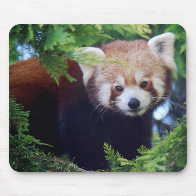 Röd Panda Mousepad Musmatta (Framsidan)