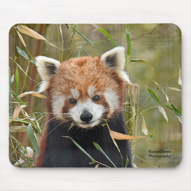Röd panda musmatta (Framsidan)