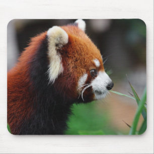 Röd panda musmatta