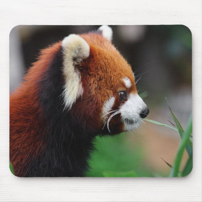 Röd panda musmatta (Framsidan)