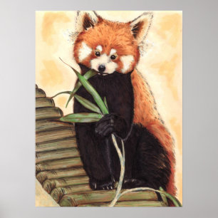 Röd Panda Nom Poster