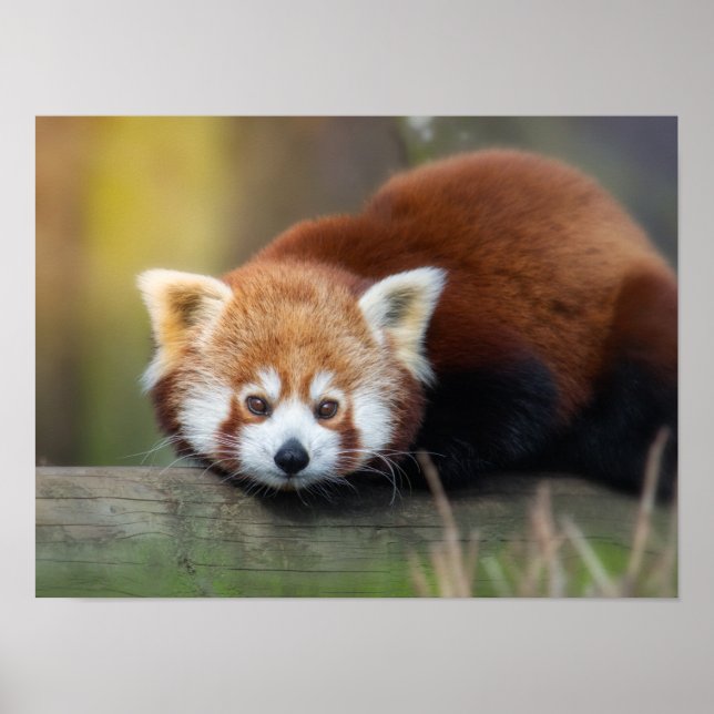 Röd panda poster (Framsidan)