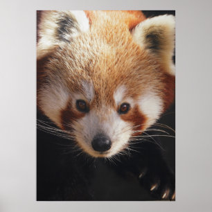 röd panda poster