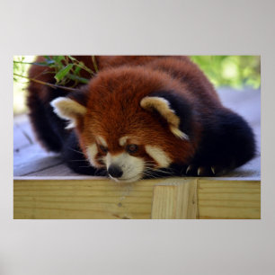 Röd Panda Poster