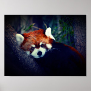 Röd panda poster