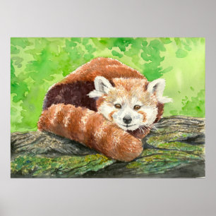 Röd panda poster
