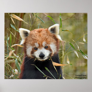 Röd panda poster