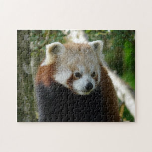 röd panda pussel