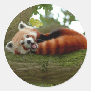 Röd panda-rund dekal runt klistermärke