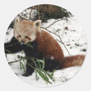Röd panda runt klistermärke