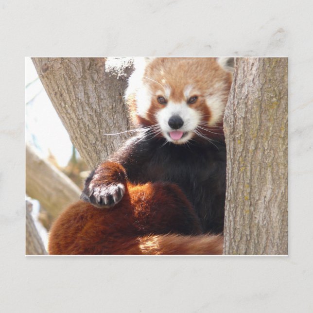 röd panda sitta vykort (Framsida)