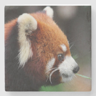 Röd panda stenunderlägg