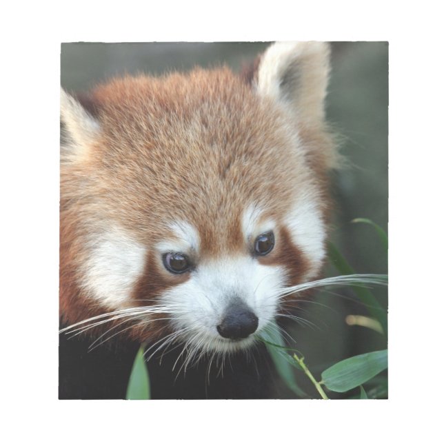 Röd Panda, Taronga Zoo, Sydney, Australien Anteckningsblock (Framsida)