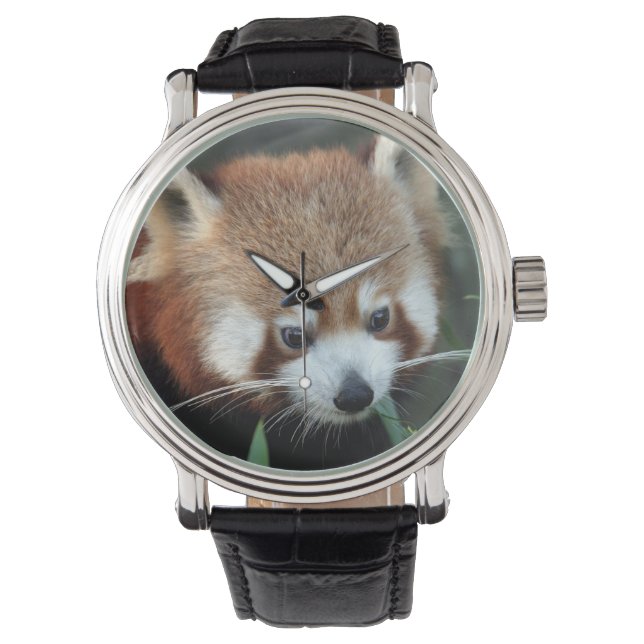 Röd panda, Taronga Zoo, Sydney, Australien Armbandsur (Framsida)