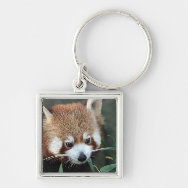 Röd panda, Taronga Zoo, Sydney, Australien Fyrkantig Silverfärgad Nyckelring (Framsidan)