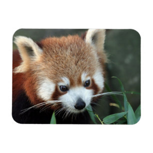 Röd Panda, Taronga Zoo, Sydney, Australien Magnet