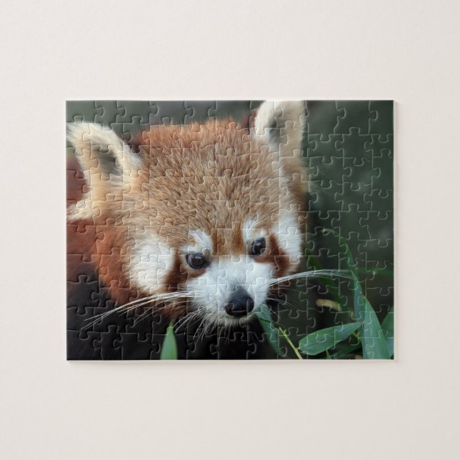 Röd Panda, Taronga Zoo, Sydney, Australien Pussel (Horisontell)