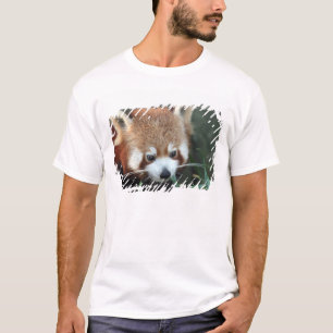 Röd panda, Taronga Zoo, Sydney, Australien T Shirt