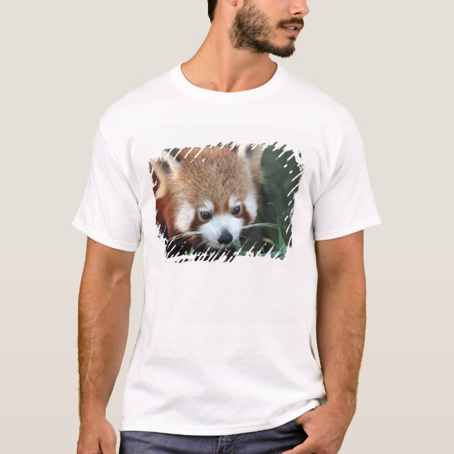Röd panda, Taronga Zoo, Sydney, Australien T Shirt (Framsida)